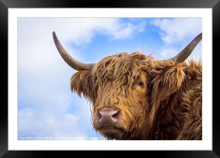 Brown long hair highland cow  Framed Mounted Print by Stig Alenäs