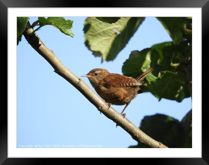           A wren just after he has sung his song! Framed Mounted Print by Suzi Tait