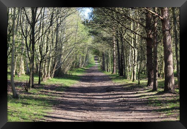 Tree tunnel Framed Print by Kevin Croft