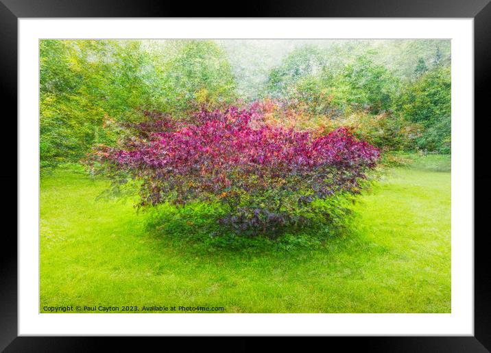 Acer Tree using Pep Ventosa technique Framed Mounted Print by Paul Cayton