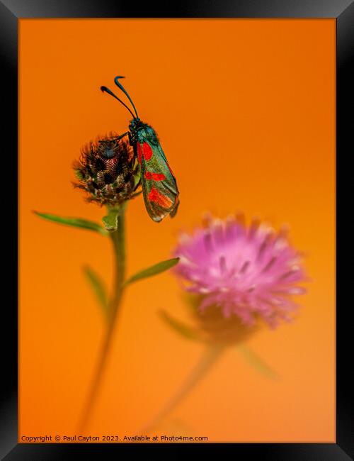 Six-spot Burnett Moth resting on thistle Framed Print by Paul Cayton