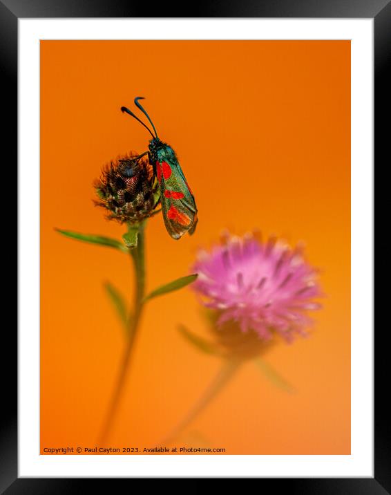 Six-spot Burnett Moth resting on thistle Framed Mounted Print by Paul Cayton