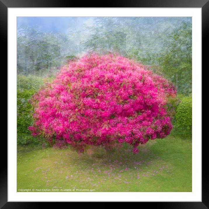 Rhododendron bush created using Pep Ventosa technique Framed Mounted Print by Paul Cayton