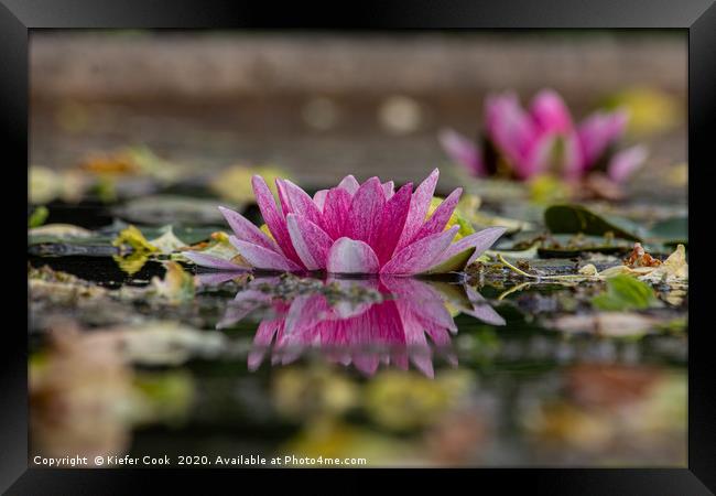 Pink Water Lily Reflection Framed Print by Kiefer Cook