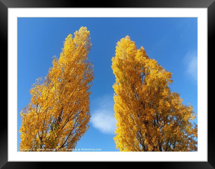 Poplars with Golden Leafs  Framed Mounted Print by Martin Baroch
