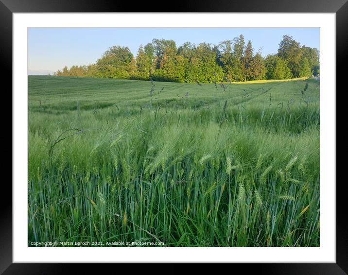 Corn Field on a Summer Evening Framed Mounted Print by Martin Baroch