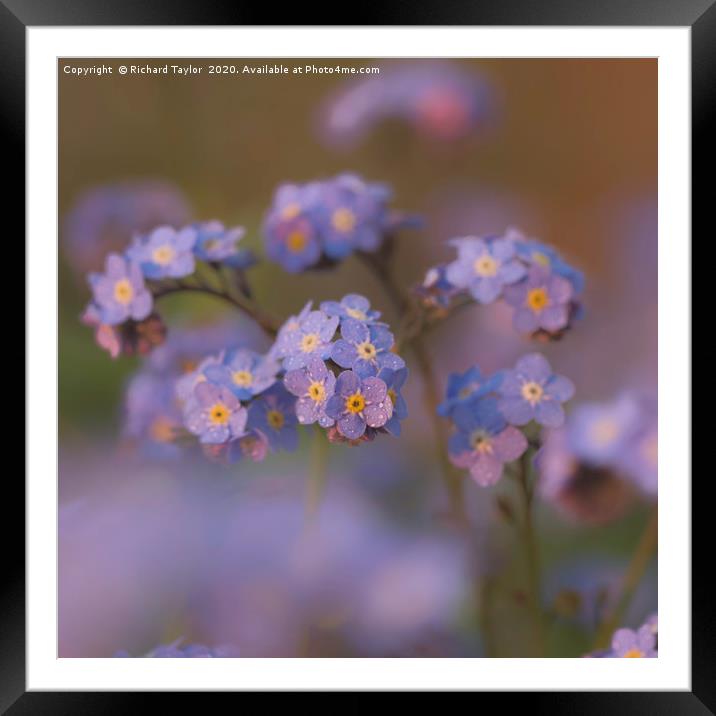 Forget me not Framed Mounted Print by Richard Taylor