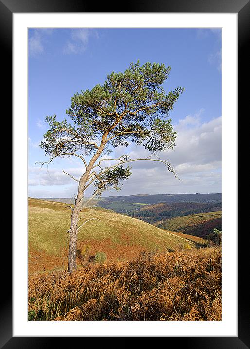 Scots pine  Framed Mounted Print by Thomas Dobner