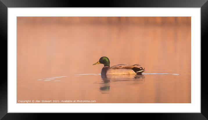 Mallard at Sunrise Framed Mounted Print by Alec Stewart