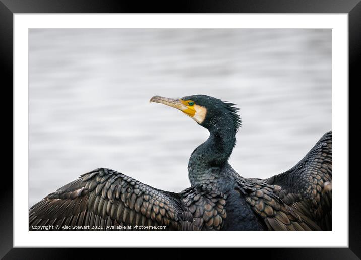 Cormorant  Framed Mounted Print by Alec Stewart