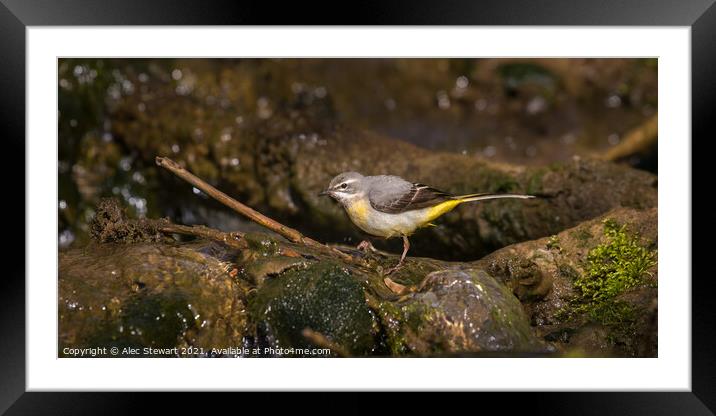 Grey Wagtail Framed Mounted Print by Alec Stewart