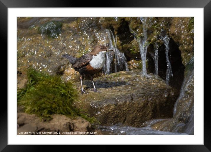 Dipper and Falls Framed Mounted Print by Alec Stewart