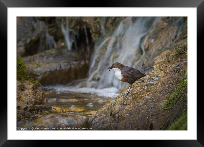 Dipper and Falls Framed Mounted Print by Alec Stewart