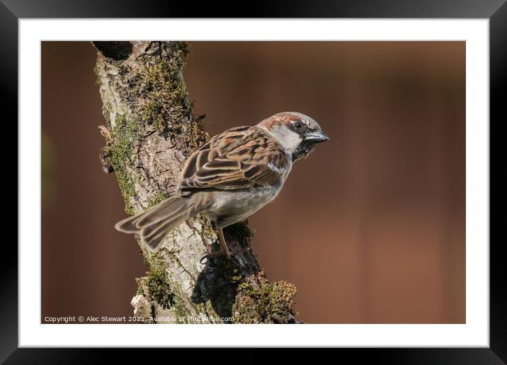 House Sparrow Framed Mounted Print by Alec Stewart