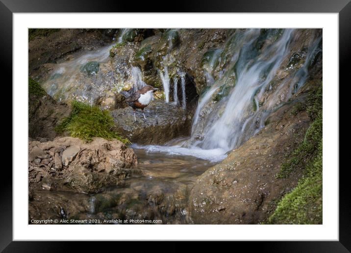 Dipper and Falls Framed Mounted Print by Alec Stewart