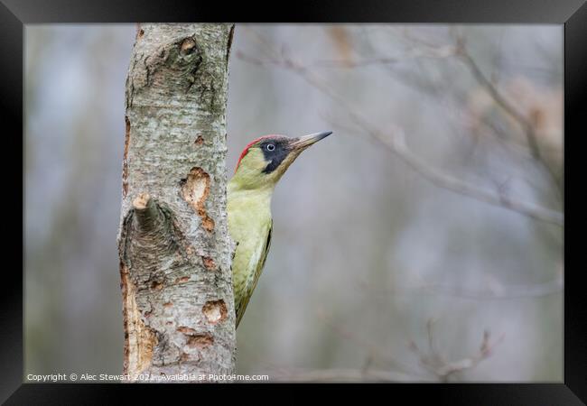 Green Woodpecker Framed Print by Alec Stewart