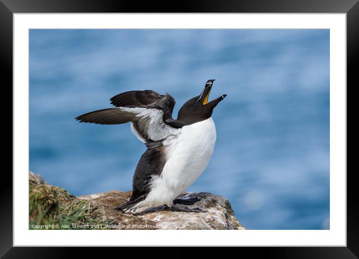 Razorbill, Alca torda Framed Mounted Print by Alec Stewart