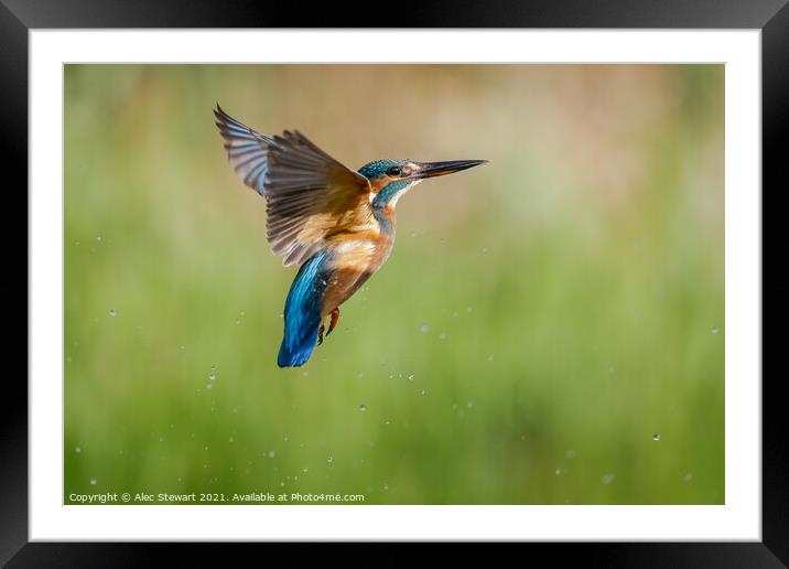 Kingfisher Framed Mounted Print by Alec Stewart