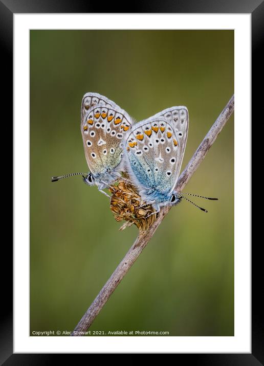 A Pair of Common Blue Butterflies Framed Mounted Print by Alec Stewart