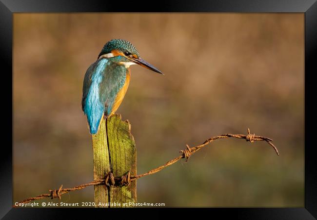 Kingfisher on Fence Post Framed Print by Alec Stewart