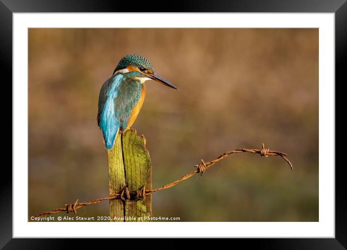 Kingfisher on Fence Post Framed Mounted Print by Alec Stewart
