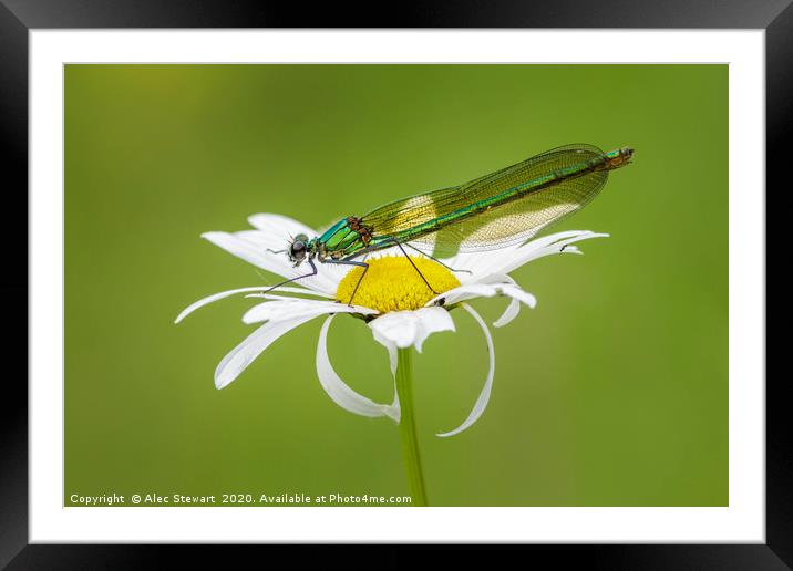 Banded Demoiselle on Oxeye Daisy Framed Mounted Print by Alec Stewart