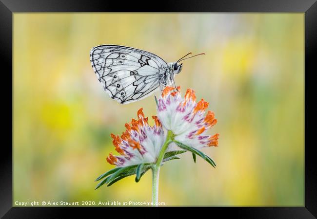 Marbled White Butterfly on Horseshoe Vetch Framed Print by Alec Stewart