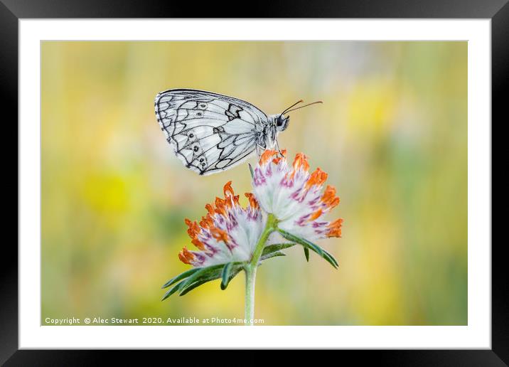 Marbled White Butterfly on Horseshoe Vetch Framed Mounted Print by Alec Stewart
