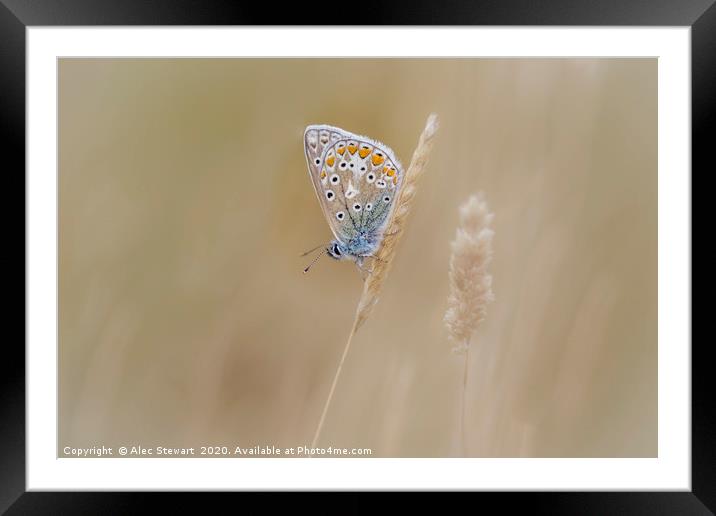 Common Blue Butterfly Framed Mounted Print by Alec Stewart