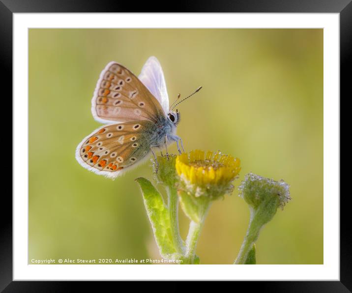 Common Blue Butterfly  Framed Mounted Print by Alec Stewart