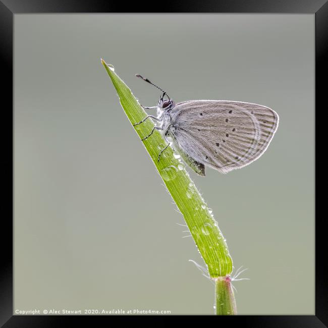 Small Blue Butterfly  Framed Print by Alec Stewart