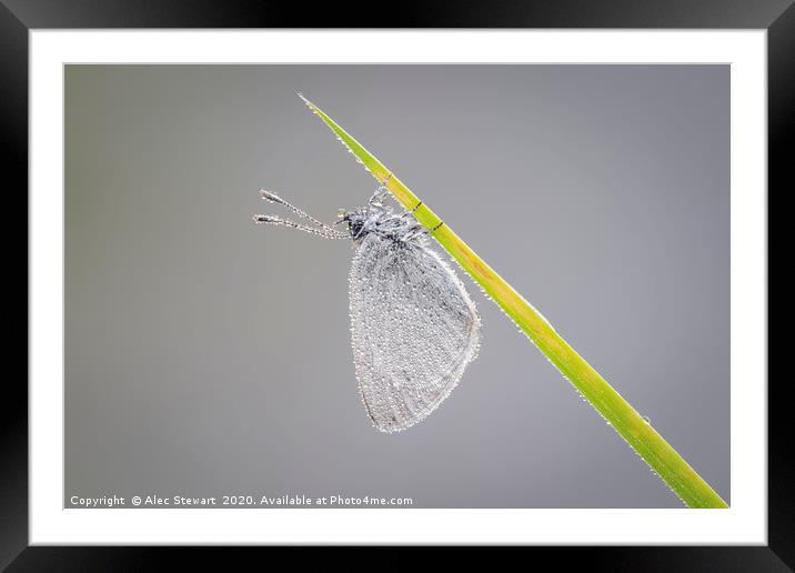 Small Blue Butterfly  Framed Mounted Print by Alec Stewart