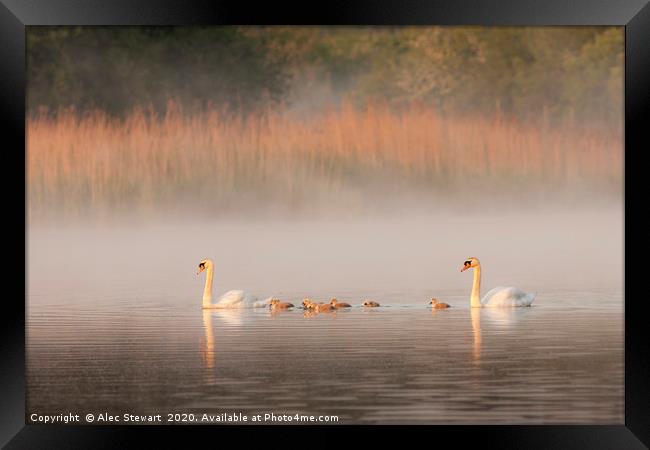 Mute Swans and Cygnets Framed Print by Alec Stewart