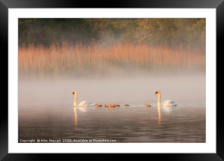 Mute Swans and Cygnets Framed Mounted Print by Alec Stewart