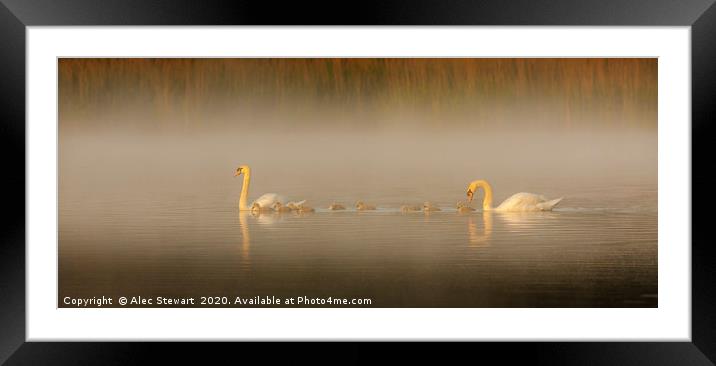 Mute Swan Family Framed Mounted Print by Alec Stewart