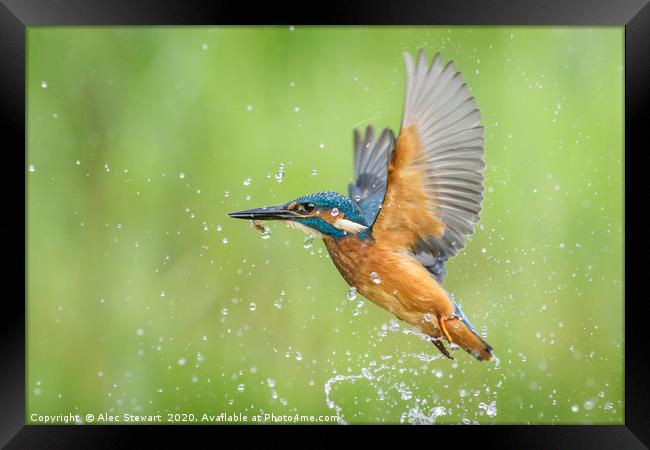 Kingfisher  Framed Print by Alec Stewart