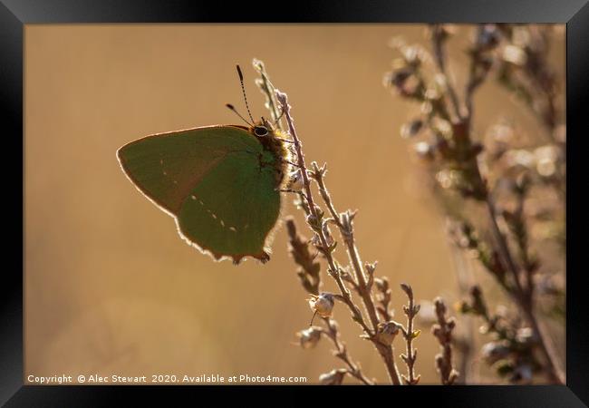 Green Hairstreak Butterfly Framed Print by Alec Stewart