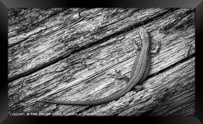 Lizard Framed Print by Alec Stewart