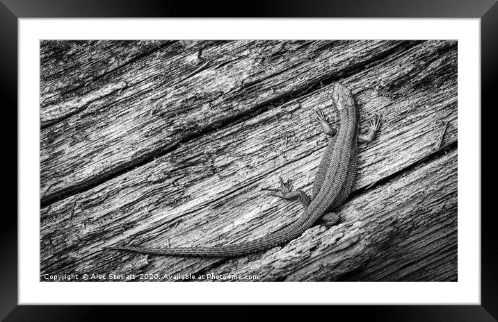 Lizard Framed Mounted Print by Alec Stewart