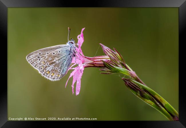 Common Blue Butterfly Framed Print by Alec Stewart