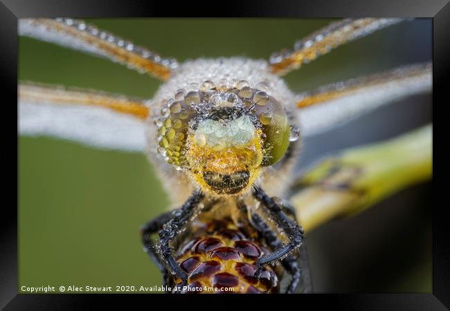 Four Spot Chaser Dragonfly Framed Print by Alec Stewart