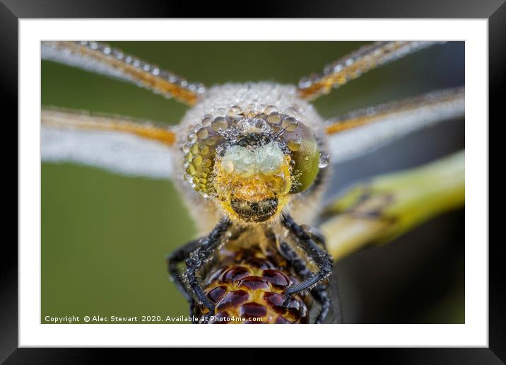Four Spot Chaser Dragonfly Framed Mounted Print by Alec Stewart