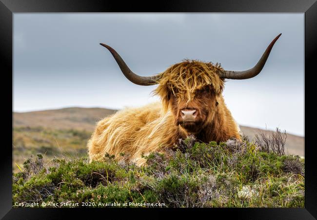 Highland Cow Framed Print by Alec Stewart