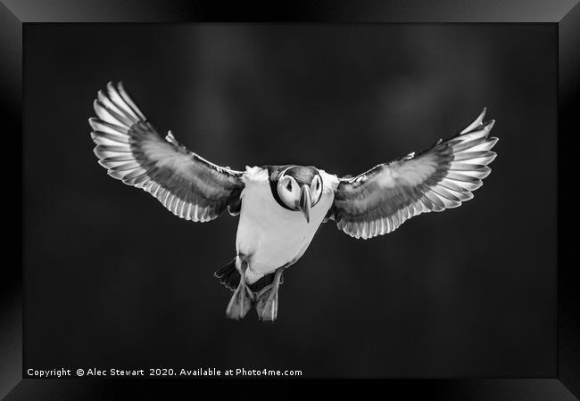 Flying High Framed Print by Alec Stewart