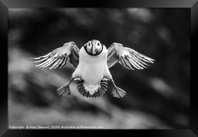 Puffin Coming In To Land Framed Print by Alec Stewart