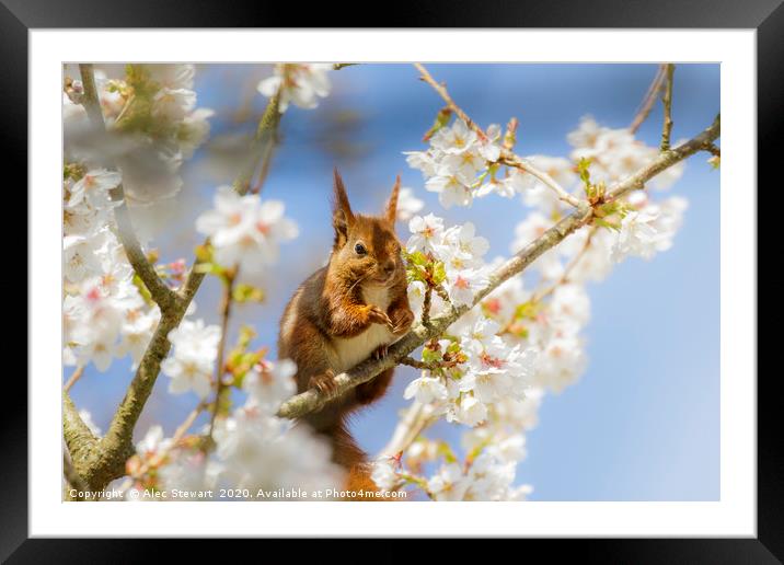 Red Squirrel amongst the blossom Framed Mounted Print by Alec Stewart