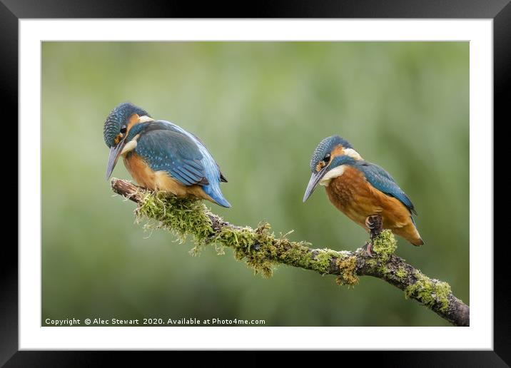 Pair of Kingfishers Framed Mounted Print by Alec Stewart