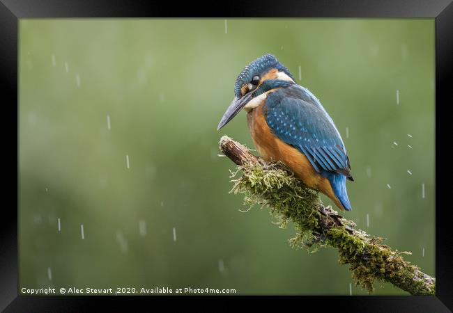 Kingfisher in the Rain Framed Print by Alec Stewart