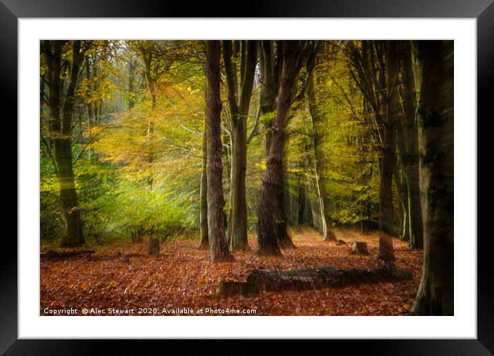 The Magical Forest Framed Mounted Print by Alec Stewart