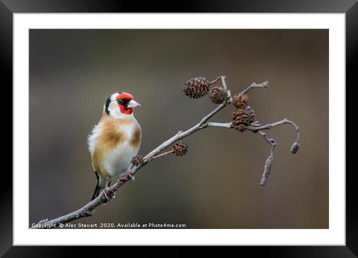 Goldfinch Framed Mounted Print by Alec Stewart